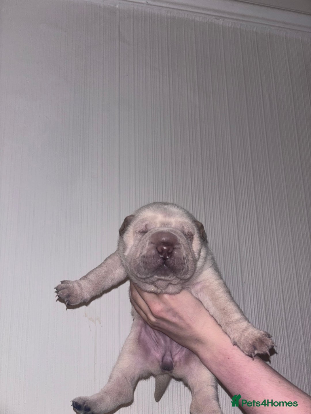 Shar Pei dogs for sale: 3 Shar pei girls  - Image 2
