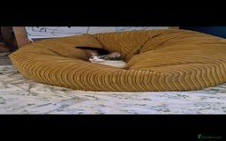 Ragdoll cats for sale: Ragdoll Cross Boy - Image 3