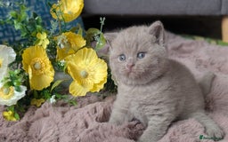 British Shorthair cats for sale: Best quality Gccf registered lilac kittens  - Image 9
