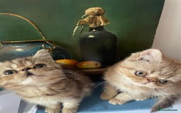 Persian cats for sale: Two beautiful persian 9 weeks old  - Image 3