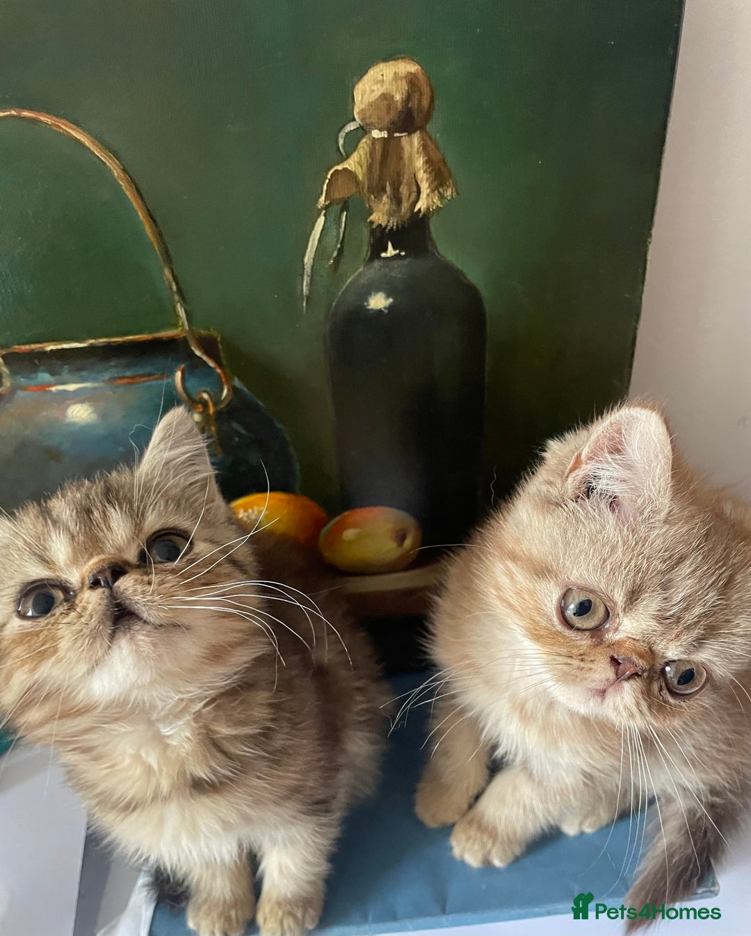 Persian cats for sale: Two beautiful persian 9 weeks old  - Image 3