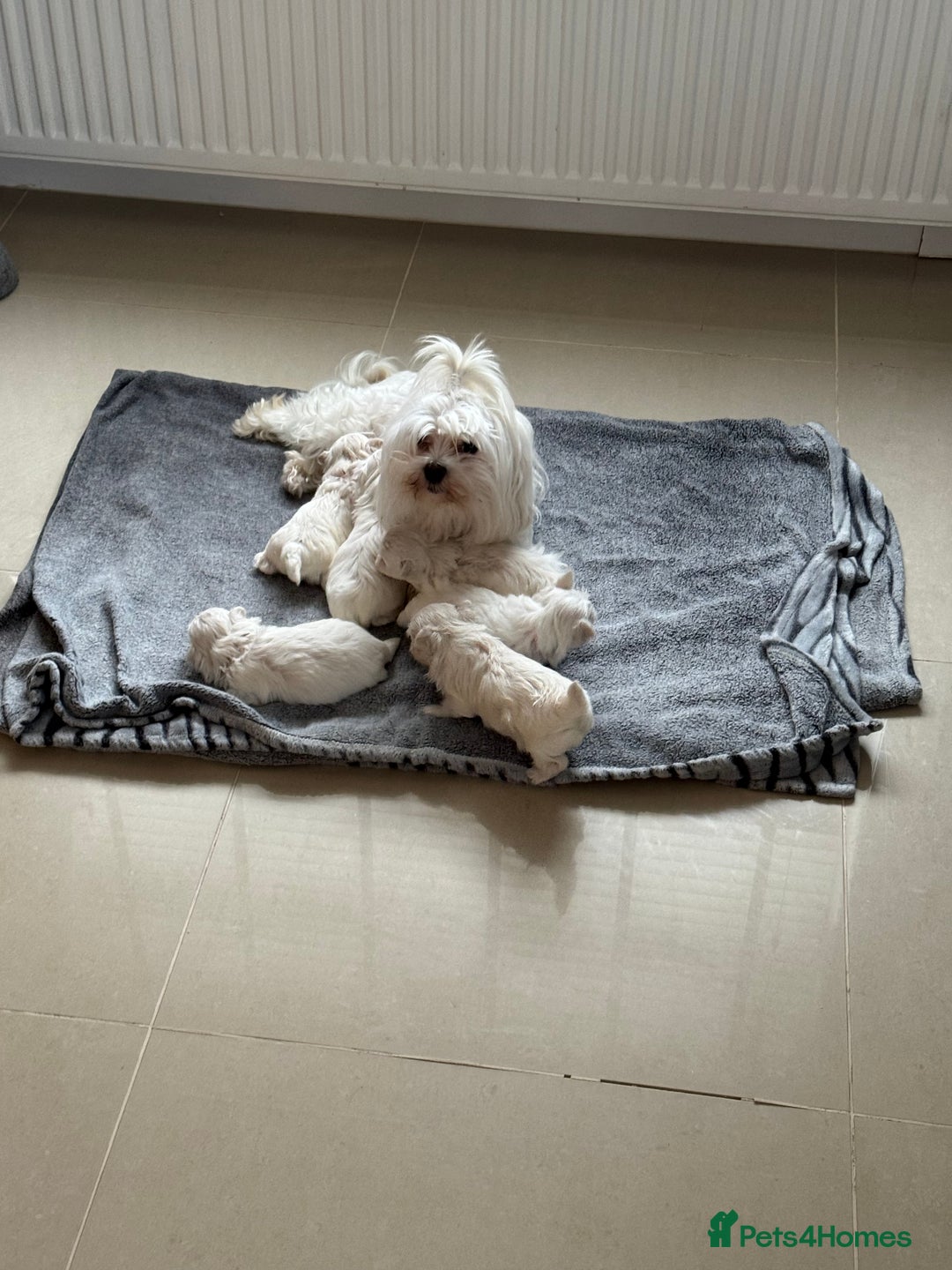 Maltese dogs for sale: Adorable Korean KC Maltese  - Advert 3