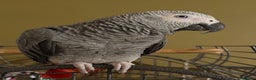 Parrots birds for sale: African Grey male URGENT - Advert 3