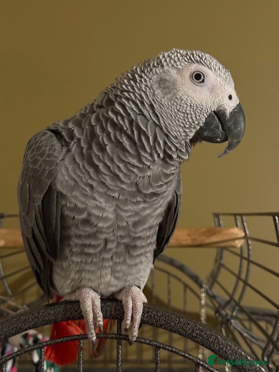 Parrots birds for sale: African Grey male URGENT - Advert 3