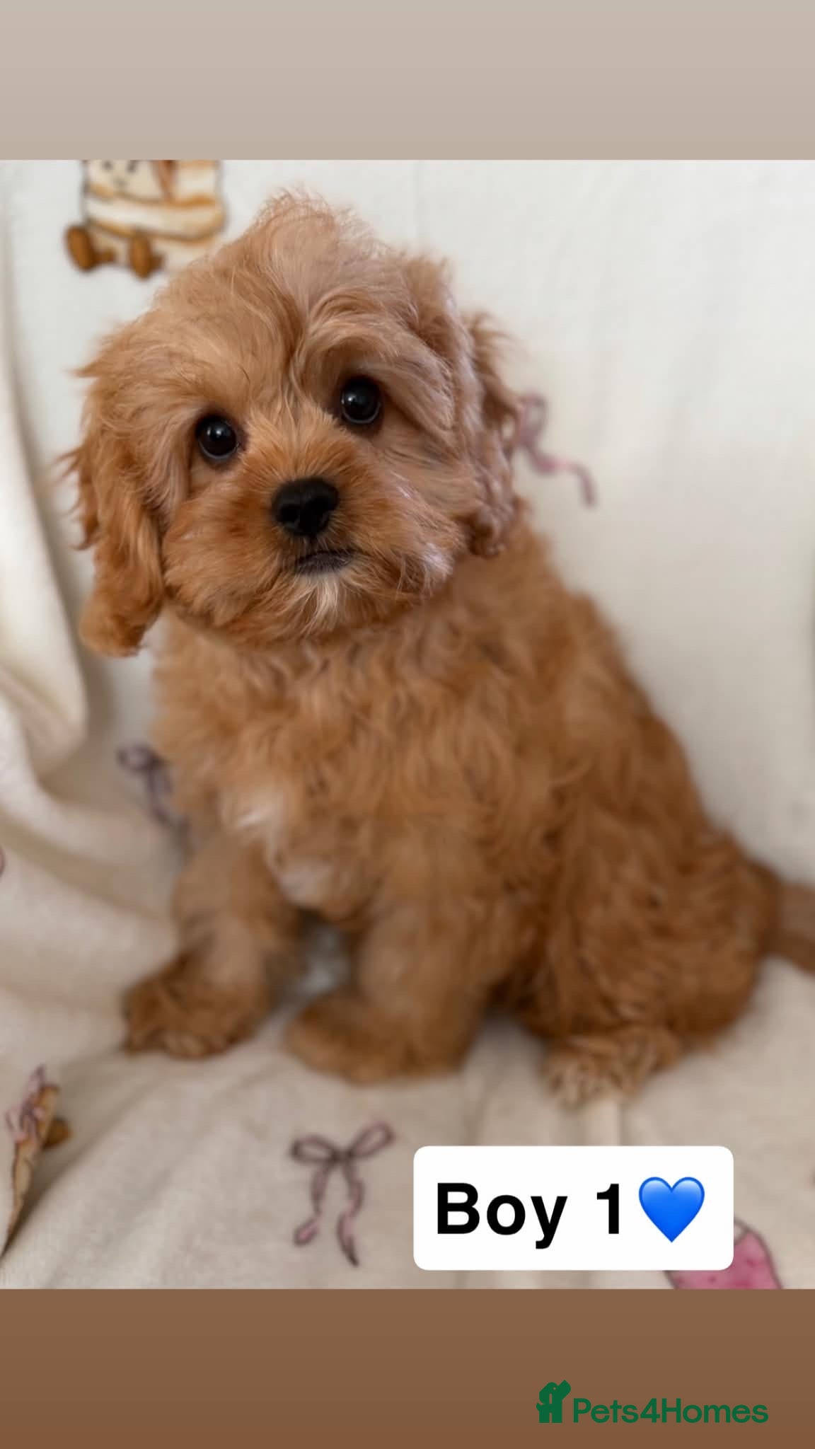 Cavapoo dogs Stunning cavapoo pups - Advert 2