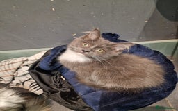 Maine Coon cats for sale: Main coon x ragdoll kittens  - Image 7