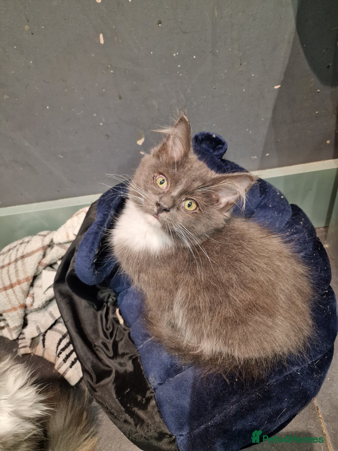 Maine Coon cats for sale: Main coon x ragdoll kittens  - Image 7