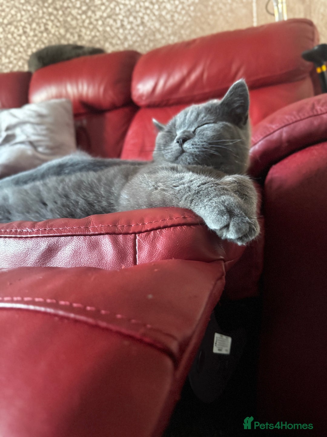 British Shorthair cats for sale: Gorgeous British Shorthair Kittens Chunky, Loving  - Image 25