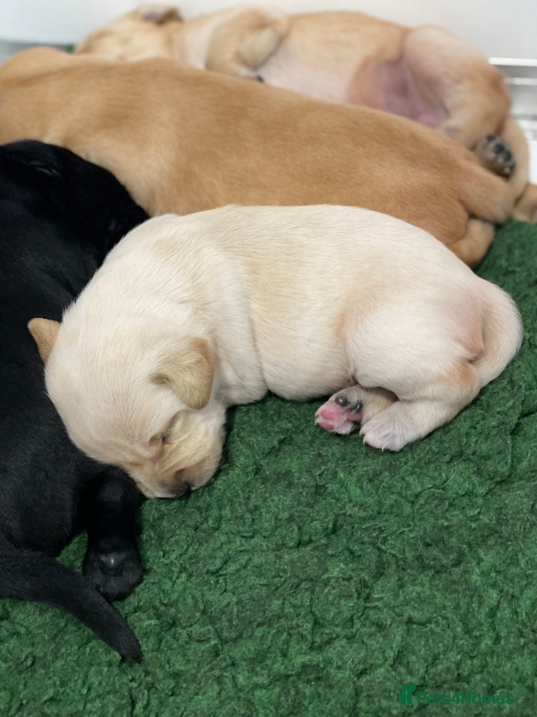 Labrador Retriever dogs for sale: Fabulous Labrador Puppies - Image 9