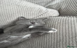Mixed Breed cats for sale: Grey kittens  - Image 11