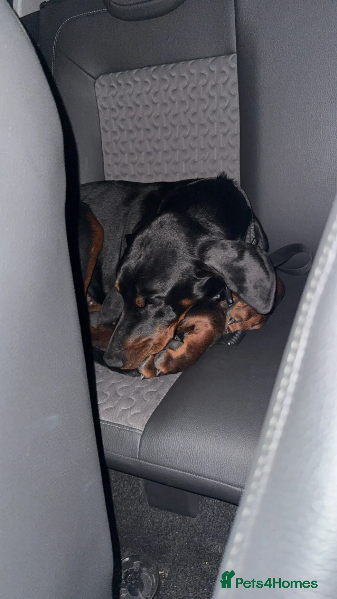 Dobermann dogs for sale: 8 Month Old Doberman - Advert 9