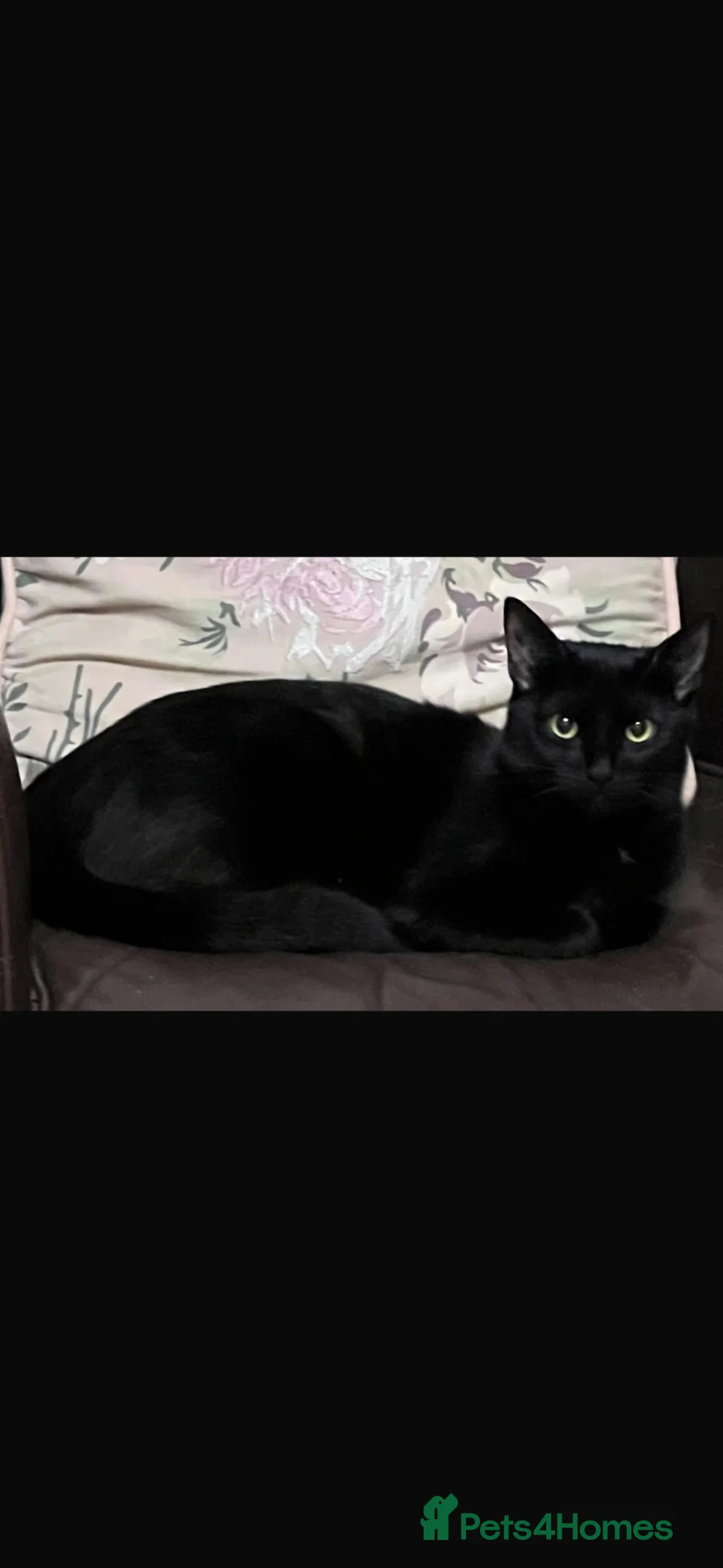 Mixed Breed cats for sale: Kittens for sale  - Advert 9