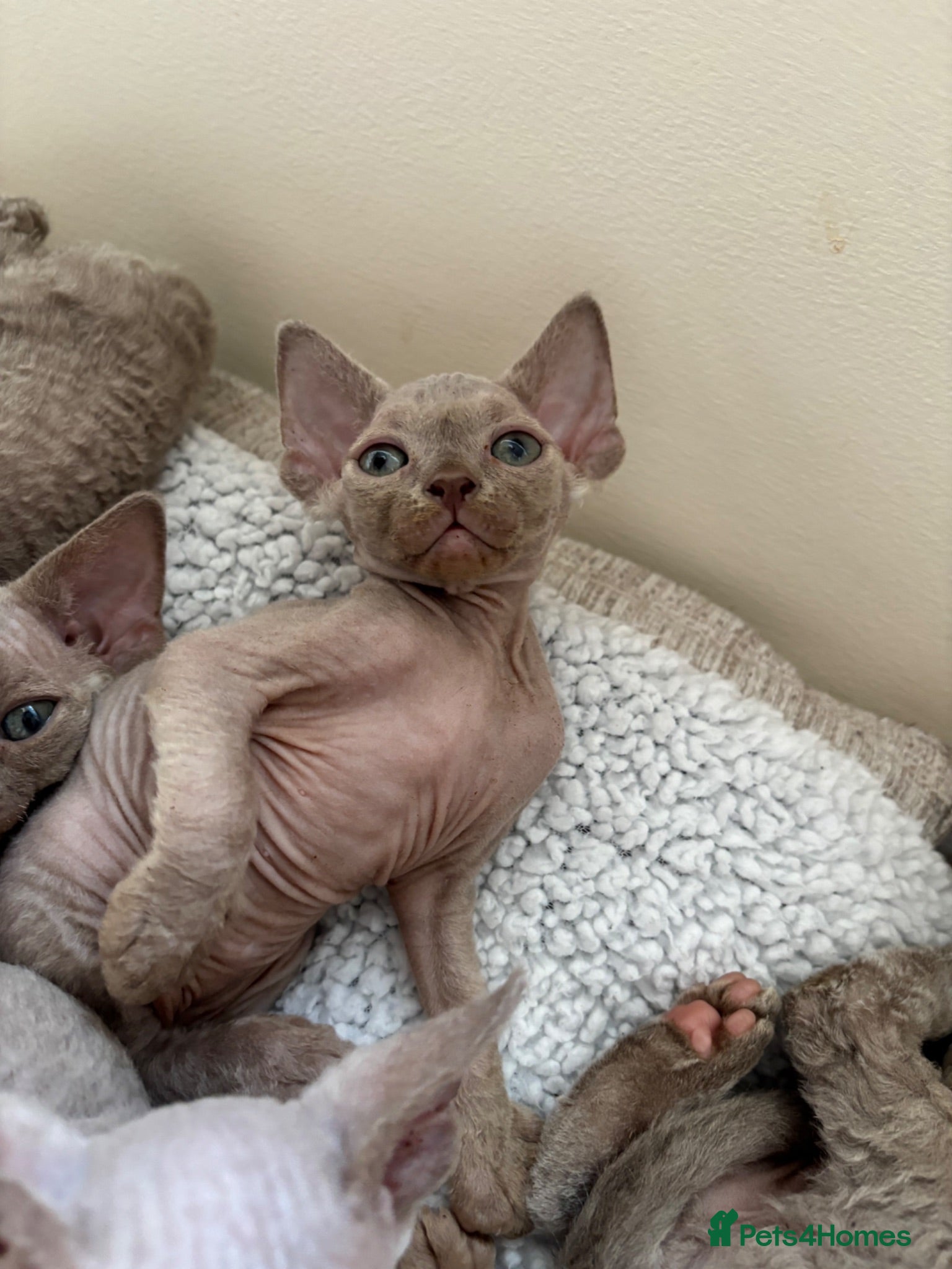 Devon Rex cats TICA Registered Devon Rex Lilac/Fawn Kittens  - Advert 6