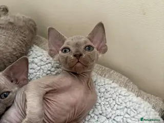 Devon Rex cats TICA Registered Devon Rex Lilac/Fawn Kittens - Advert 6