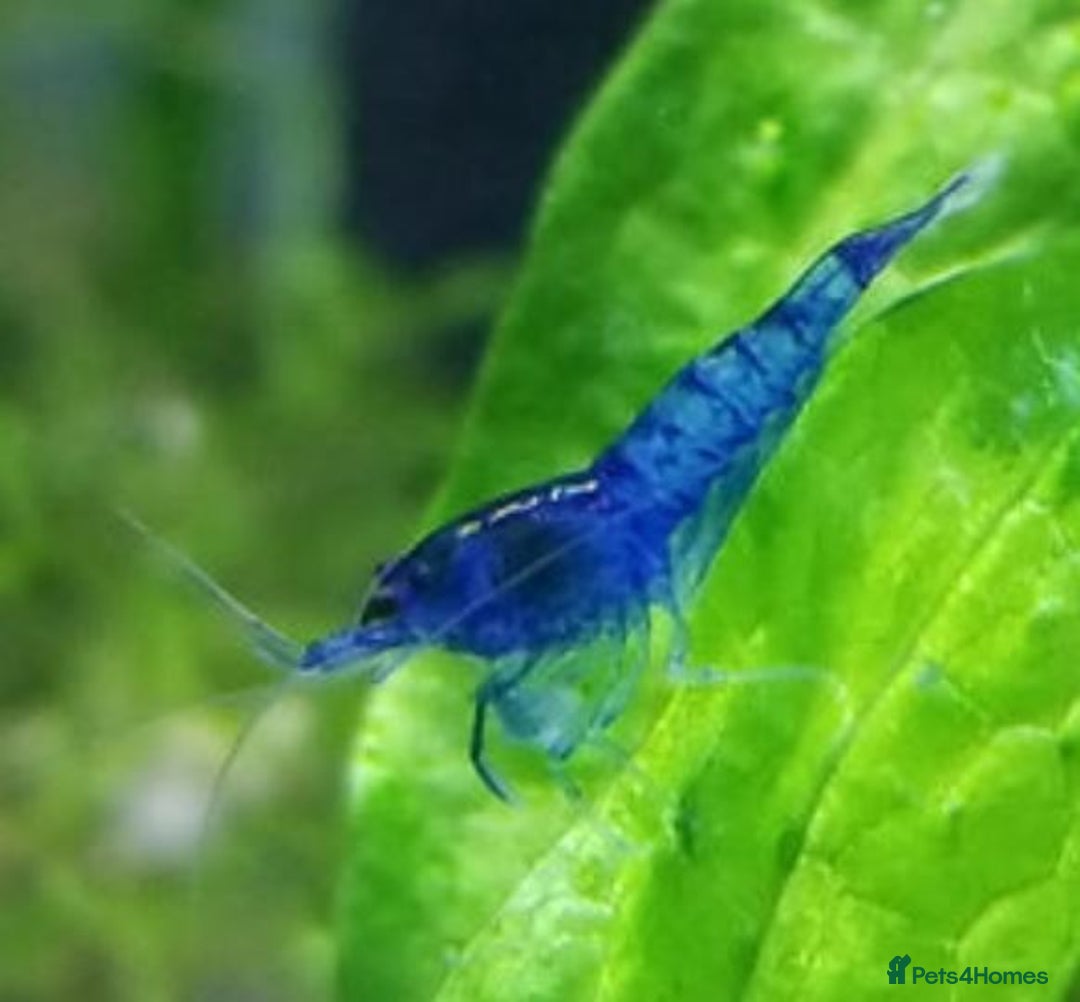 Shrimps fish for sale: 🔥RED, BLUE & YELLOW SHRIMP 🦐 + a free plant 🍃 - Image 9