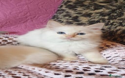 Ragdoll cats for sale: 💖Beautiful GCCF Registered Ragdoll Kittens. - Image 20