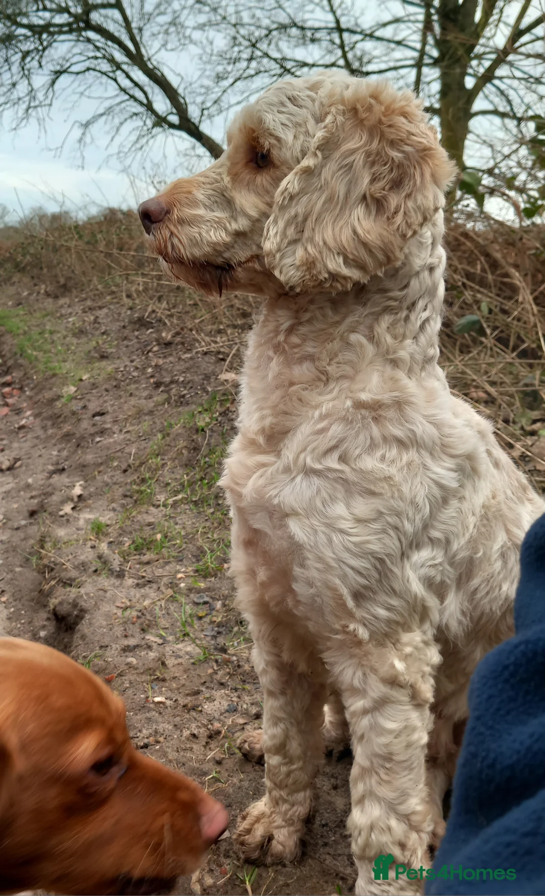 Cockapoo dogs for sale: Cockapoo puppies for sale  - Advert 6