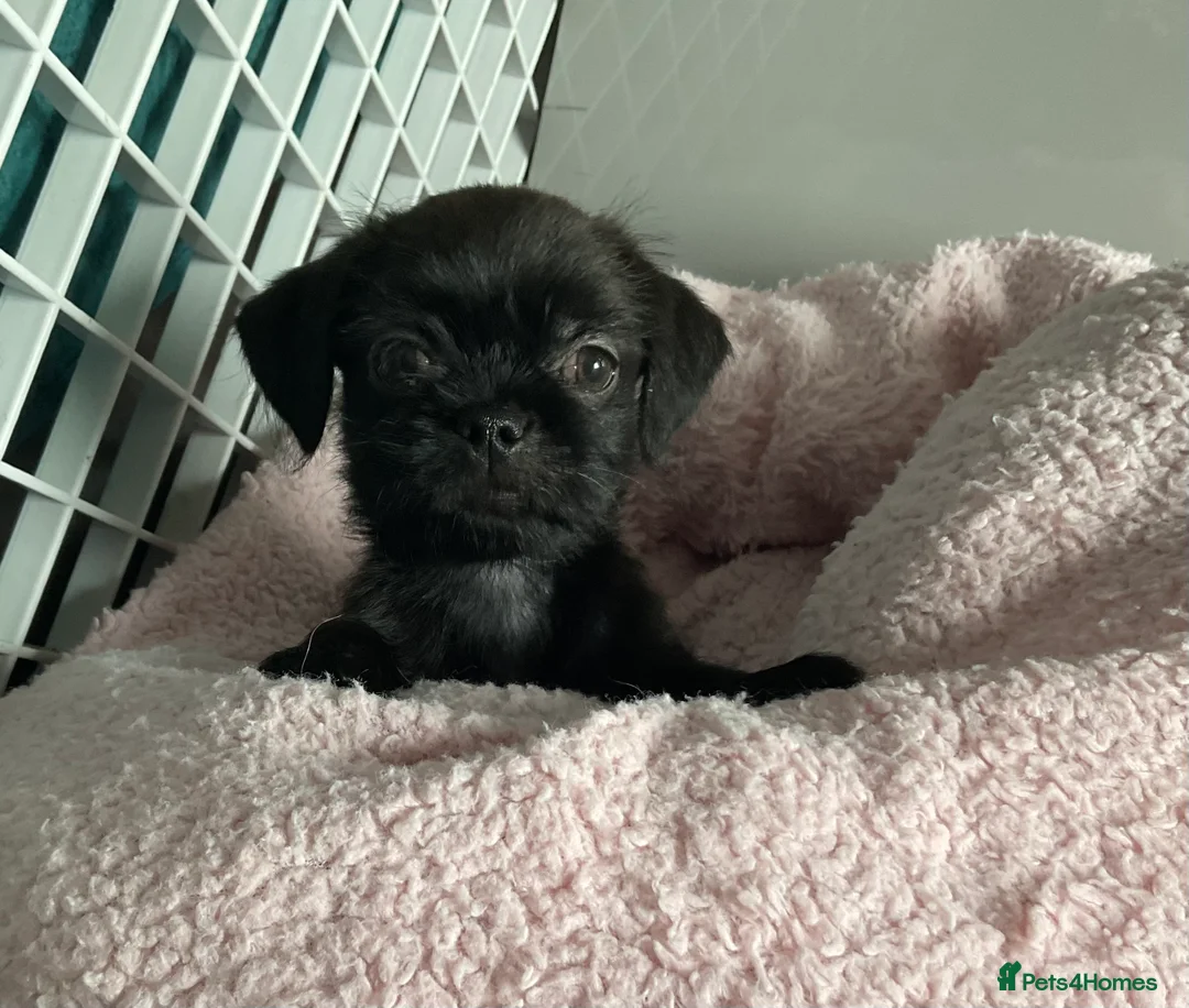 Mixed Breed dogs for sale: ADORABLE LITTER OF SHIH TZU/CHIHUAHUAS - Advert 10