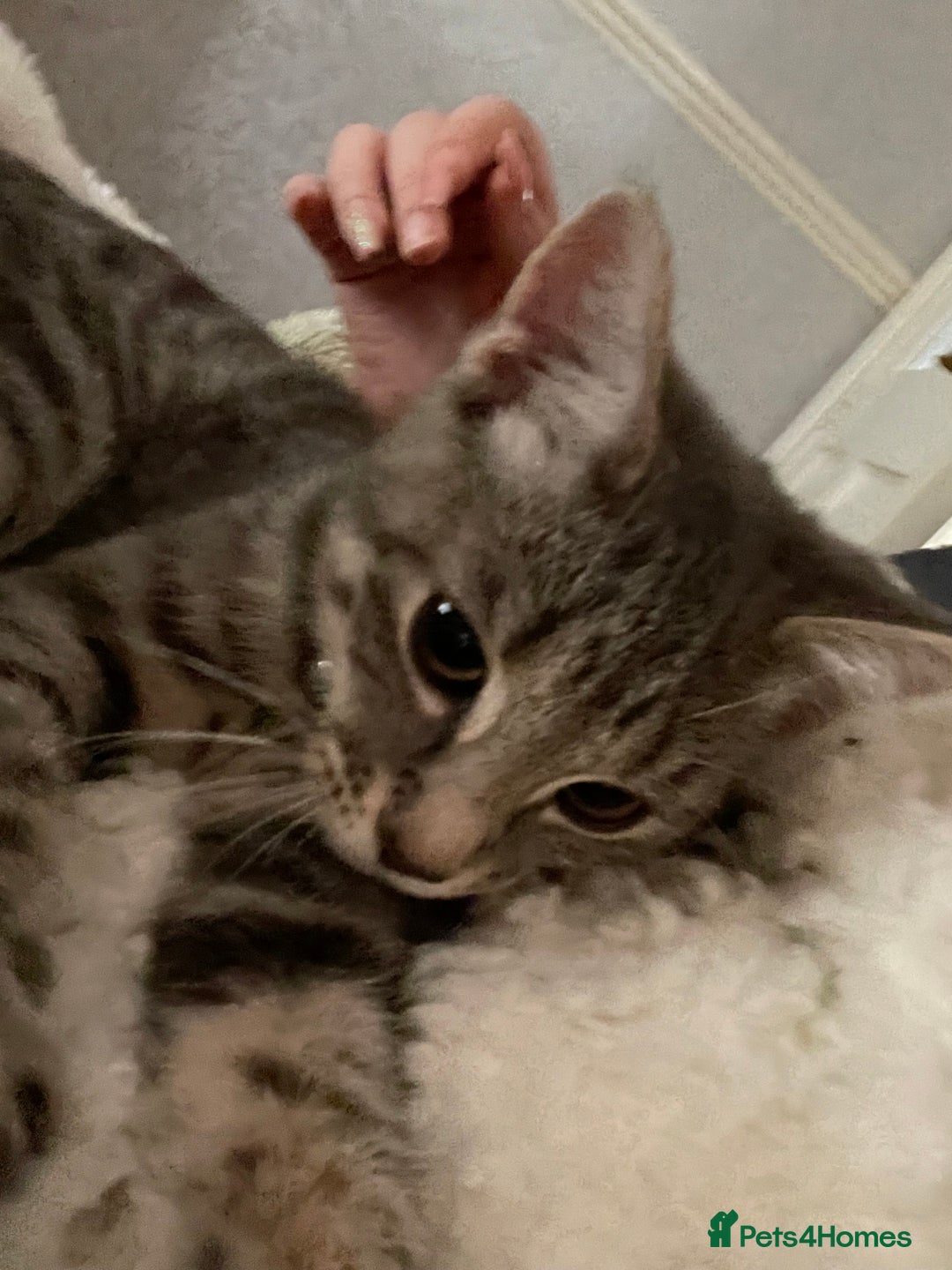 Maine Coon cats for sale: 4 gorgeous girl cats  - Image 19