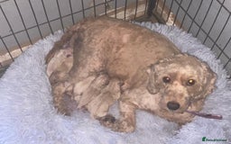 Goldendoodle dogs for sale: Beautiful Goldendoodle pups for sale  - Advert 6