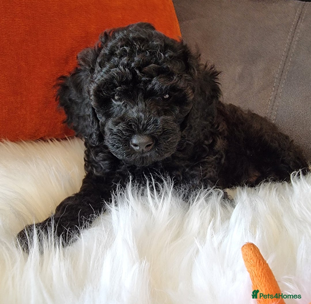 Cockapoo dogs for sale: Adorable best friend pups, sold fully vaccinated - Image 11