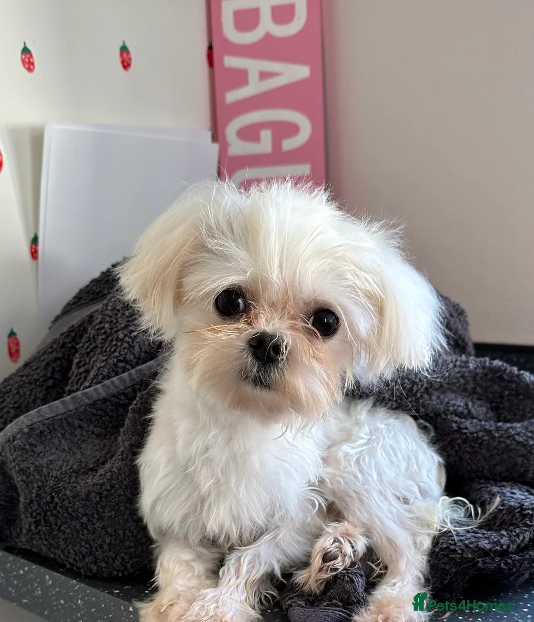 Maltese dogs for stud: Kc tiny Korean Maltese for stud in Hinckley - Advert 1