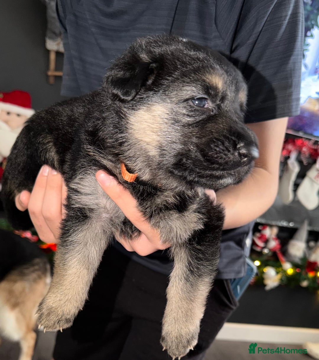 German Shepherd dogs for sale: Beautiful German Shepard puppies  - Advert 14