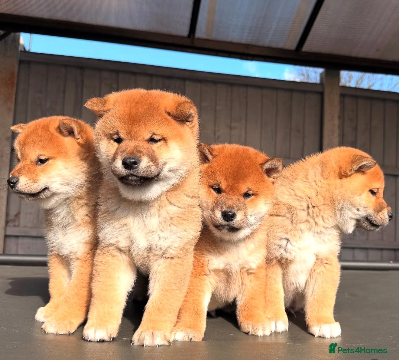 Japanese Shiba Inu dogs Clear DNA red Shiba Inu puppy champion parents - Advert 5