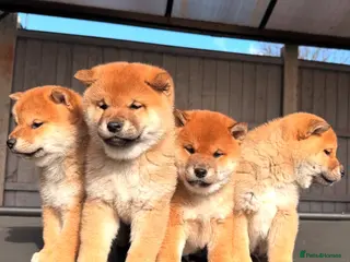 Japanese Shiba Inu dogs Clear DNA red Shiba Inu puppy champion parents - Advert 5