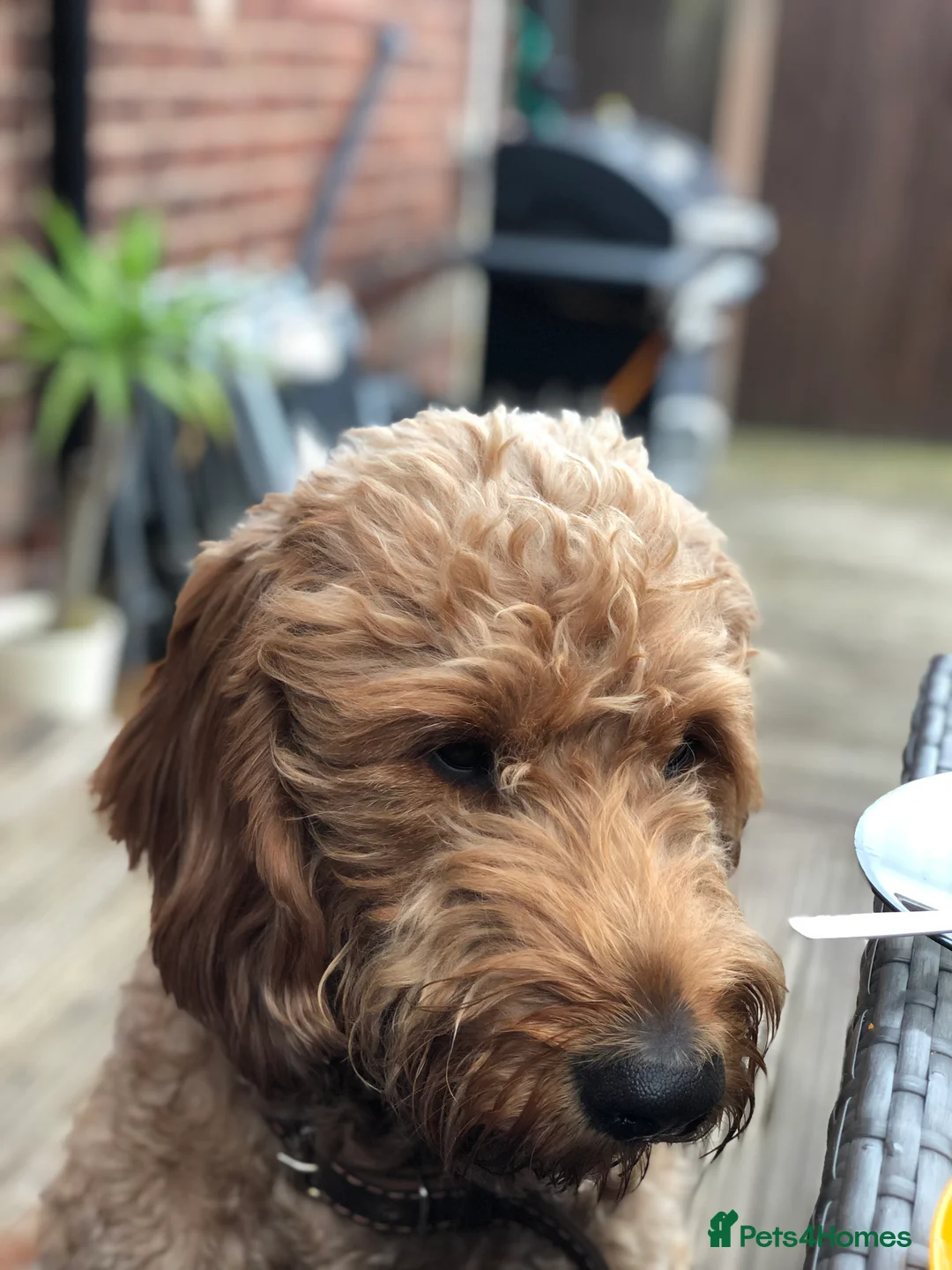 Goldendoodle dogs for stud: Gorgeous F1 Goldendoodle for Stud in Derby - Advert 3