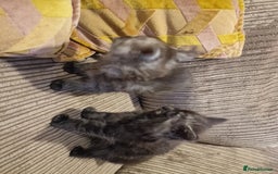 Maine Coon cats for sale: Maine coon cross - Image 13