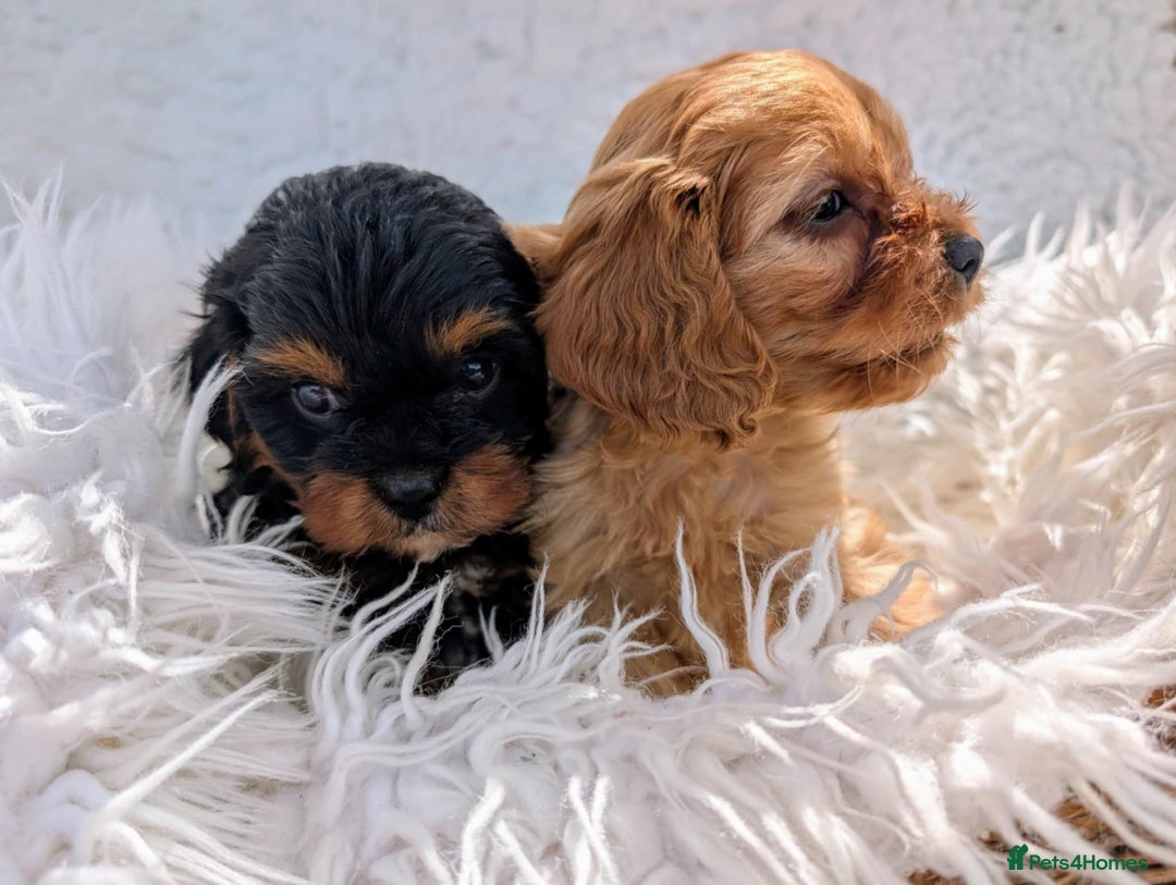 Cavapoo dogs for sale: Stunning true F1 Cavapoos, Apricot and Phantom  - Image 20