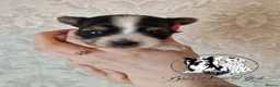 Biewer Terrier dogs for sale: Biewer boys - Advert 3