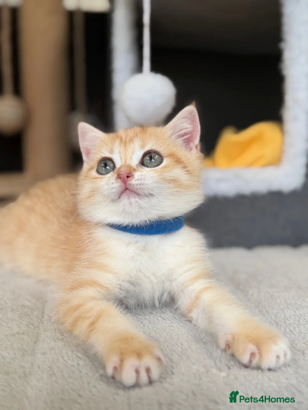 British Shorthair cats for sale: Beautiful British Sh golden kittens TICA - Advert 2