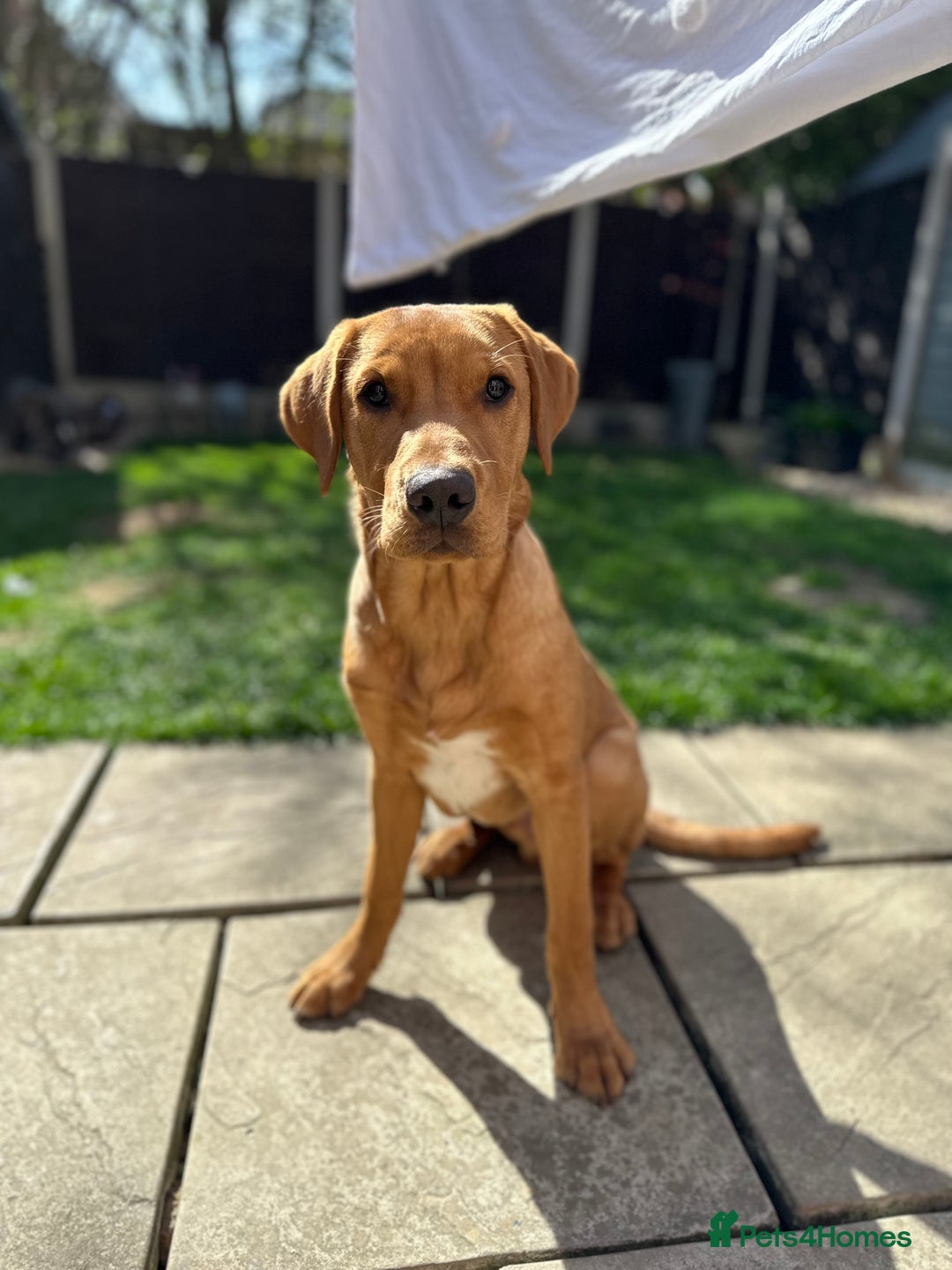 Labrador Retriever dogs for stud: 🐾 Stud Dog Available Soon – Enquiries Welcome 🐾 - Image 3