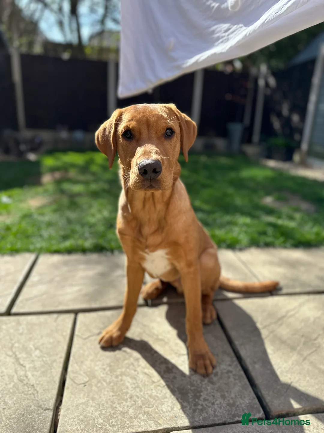 Labrador Retriever dogs for stud: 🐾 Stud Dog Available Soon – Enquiries Welcome 🐾 - Advert 3