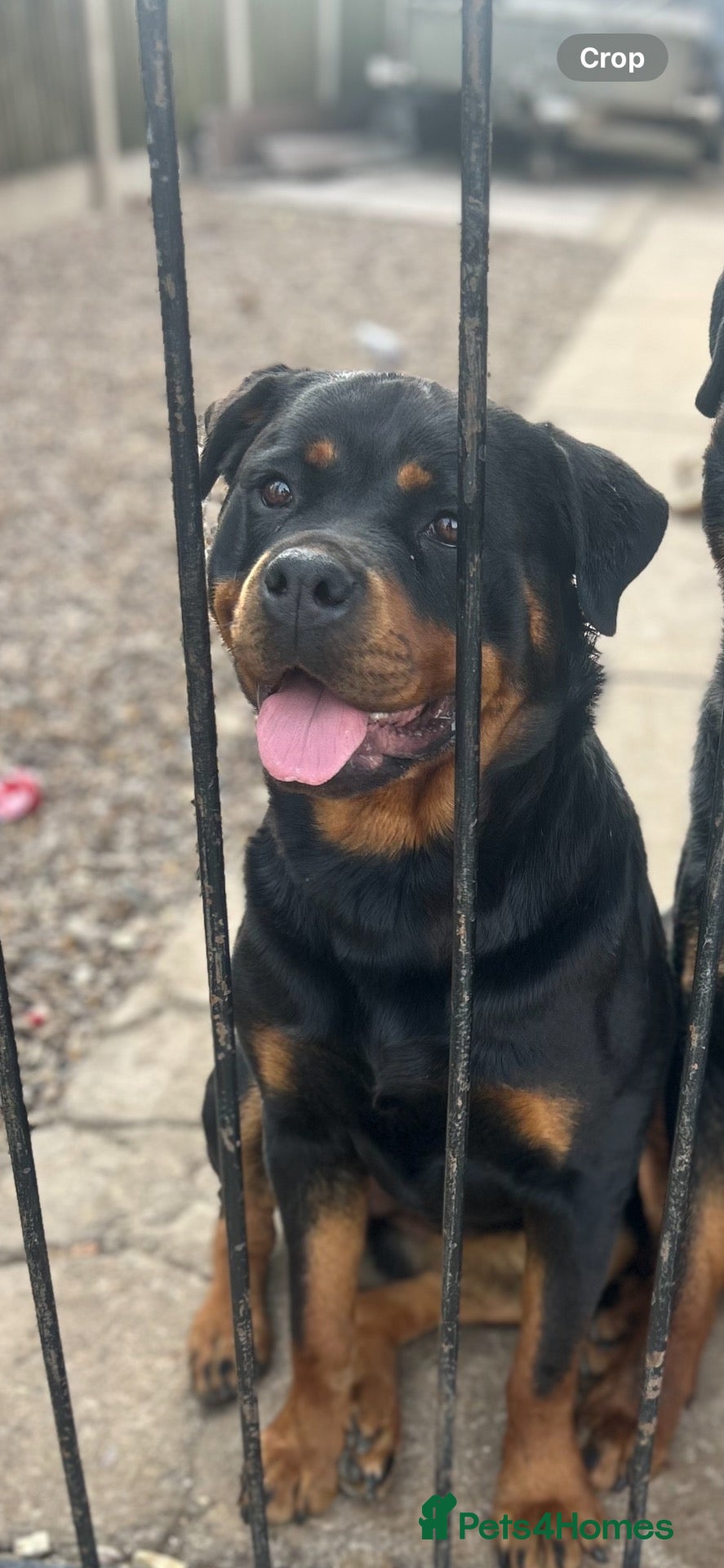 Rottweiler dogs A litter of 6 healthy Rottweiler puppies  - Advert 6