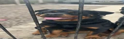 Rottweiler dogs for sale: A litter of 6 healthy Rottweiler puppies  - Advert 1