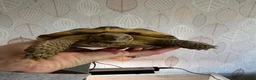 Tortoise reptiles for sale: Horsefield Tortoise - male - Advert 5