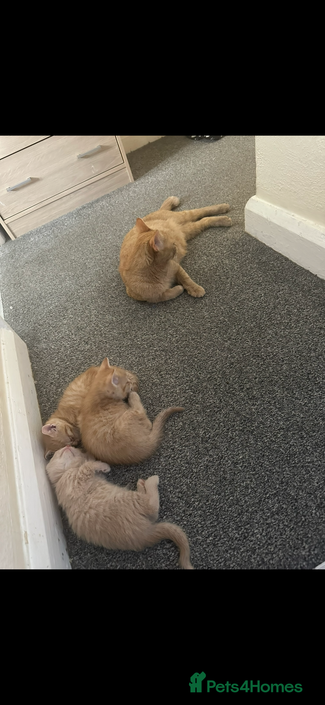 Mixed Breed cats for sale: Beautiful ginger kittens  - Image 12