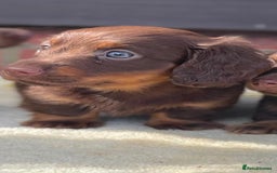 Miniature Dachshund dogs for sale: Long haired miniature Dashshund puppies  - Image 11