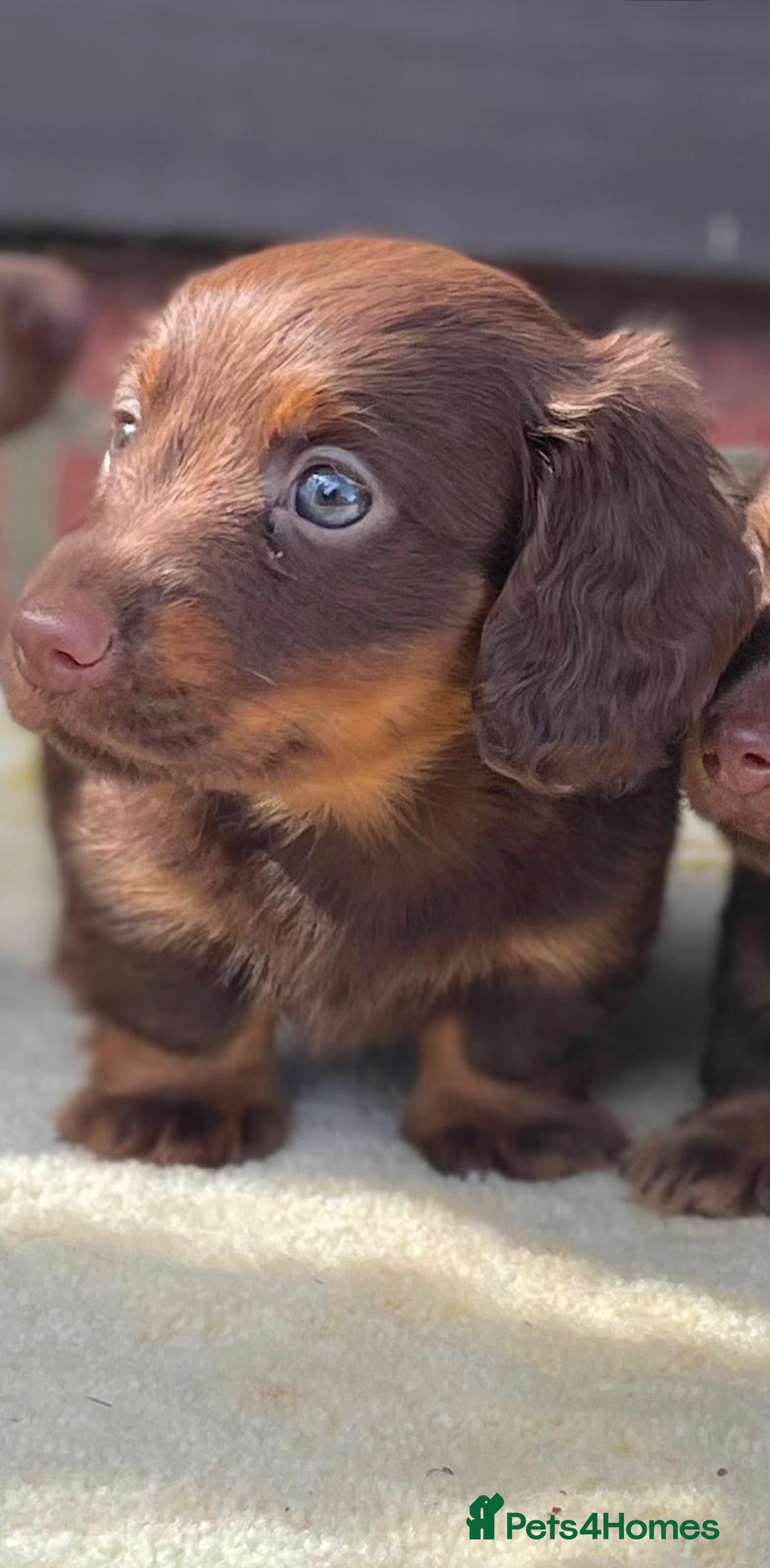 Miniature Dachshund dogs for sale: Long haired miniature Dashshund puppies  - Image 11