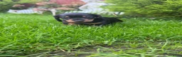Miniature Dachshund dogs for sale: Miniature short haired Dachshund Puppy’s - Advert 14