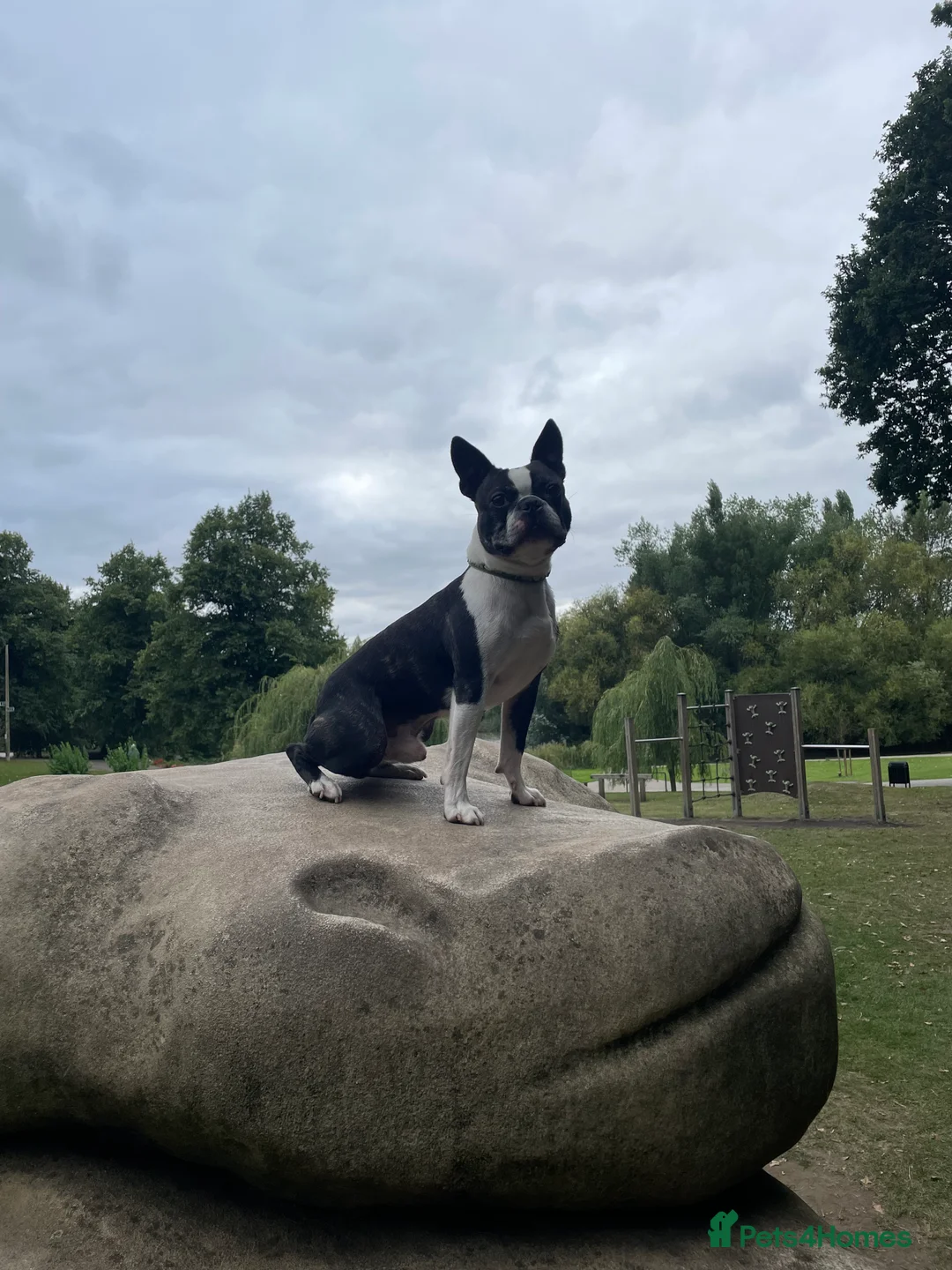 Boston Terrier dogs for stud: Small Proven Boston Terrier Stud in Doncaster - Advert 4