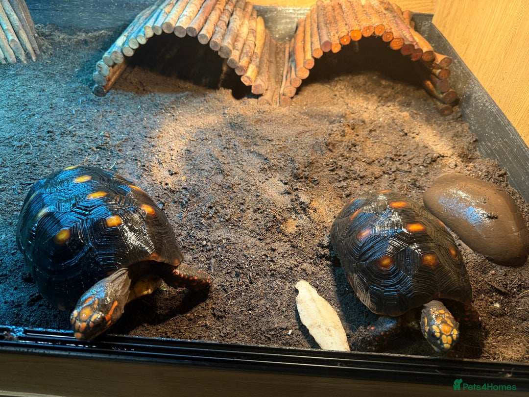 Tortoise reptiles for sale: 2 Redford tortoise with custom made viv - Image 3