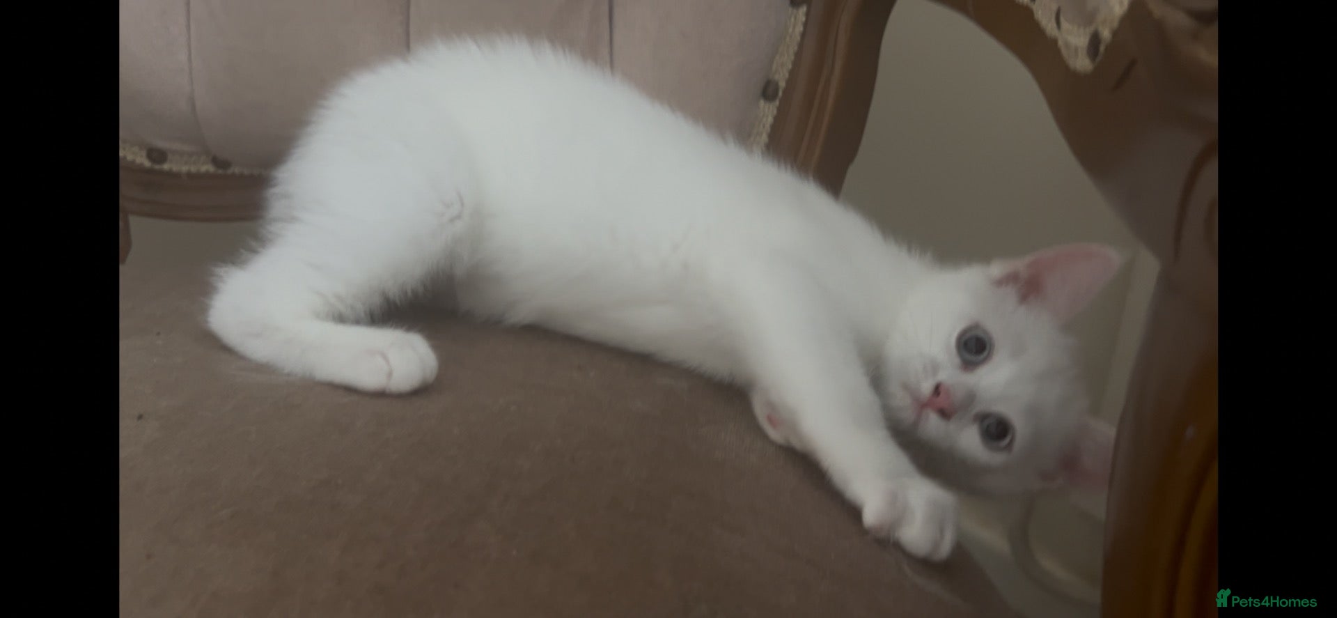 Mixed Breed cats Amazing Personalities  - Advert 2