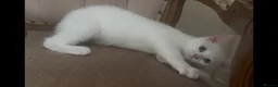 Mixed Breed cats for sale: Amazing Personalities  - Advert 2