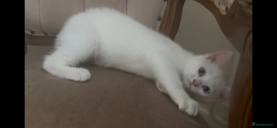Mixed Breed cats for sale: Amazing Personalities  - Advert 2