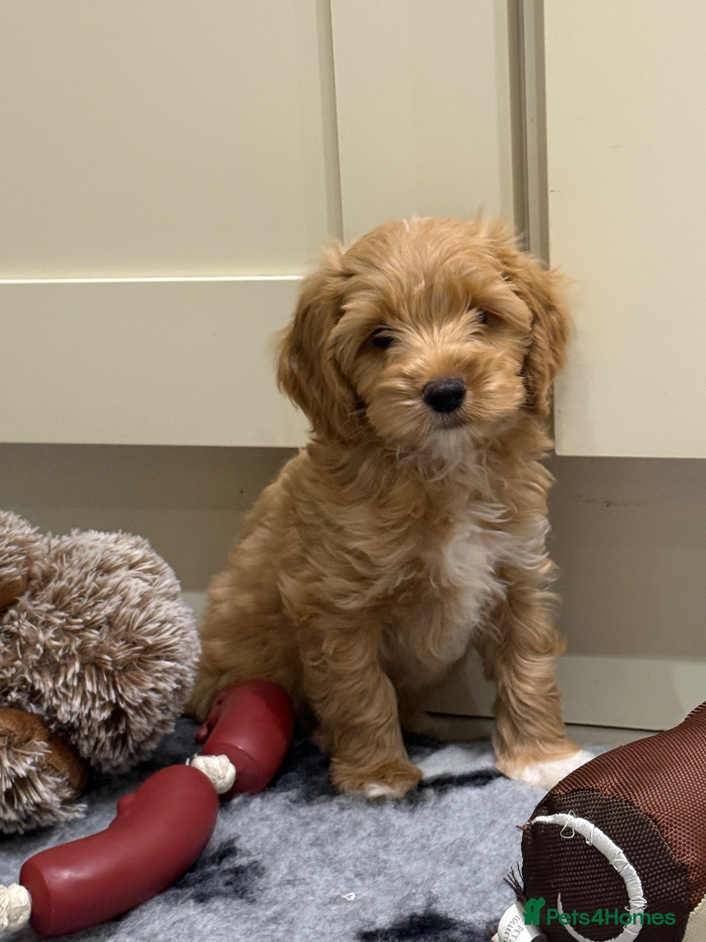 Cockapoo dogs ❤️COCKAPOO PUPPIES F1B❤️ - Advert 1