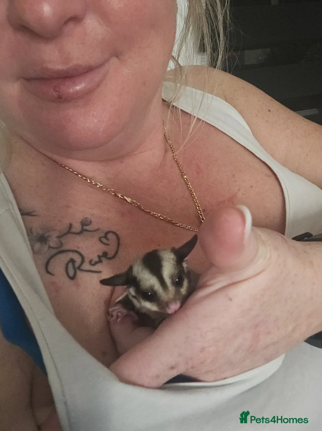 Sugar Glider rodents for sale: Sugar gliders available. - Advert 1